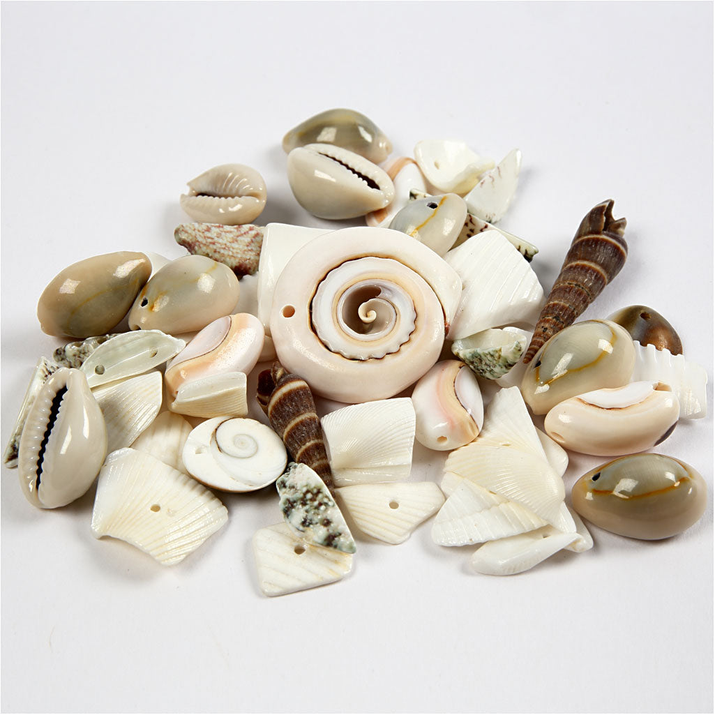 Betch Shell Beach Shells